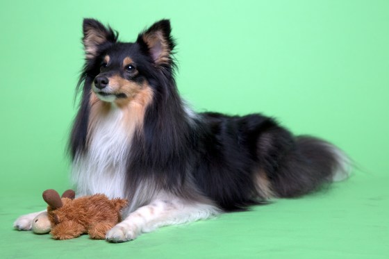 Roy sheltie photoshoot 10