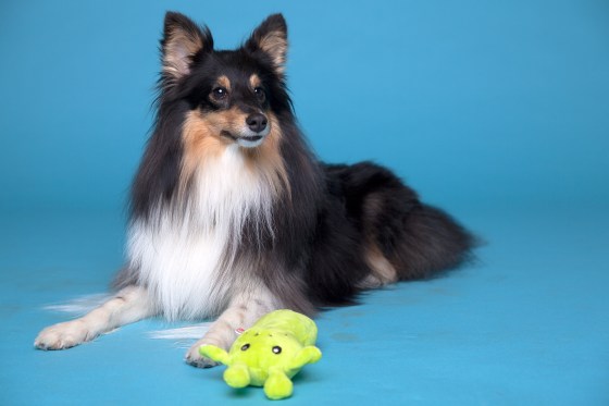 Roy sheltie photoshoot 11